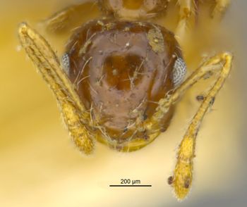 Media type: image;   Entomology 21354 Aspect: head frontal view